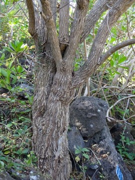 14 3 Clerodendron heterophyllum Bois de chenille tronc DSC00418