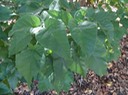 15 Croton mauritianus Ti bois de senteur DSC00528
