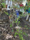 17 1 Fernelia buxifolia Bois de Balai DSC00457
