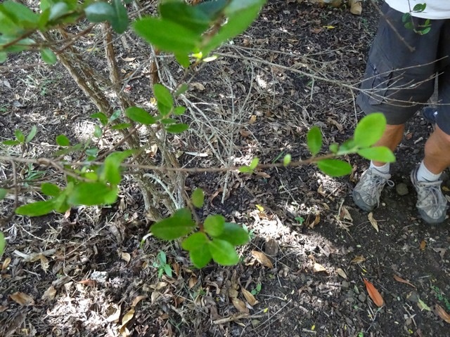 17 2 Fernelia buxifolia Bois de balai Feuilles  DSC00458