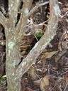 17 3 .... Fernelia buxifolia Bois de balai Tronc DSC00459