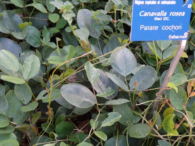 1 1 Canavalia rosea Patate cochon DSC00412
