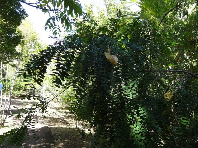 25 1 Phyllantus casticum Bois de demoiselle