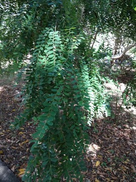 25 2 Phyllantus casticum Bois de demoiselle  DSC00522