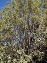 26 1 Ruizia cordata Bois de senteur blanc DSC00434