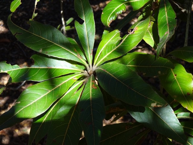30 Terminalia bentzoides Benjoin feuilles DSC00431