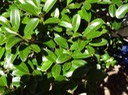 38 2 Pleurostylia pachyphloea Bois d'olive grosse peau Feuilles 2DSC00446