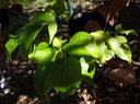 46 2 ....  Scolopia heterophylla Bois de tisane rouge Bois de Prune ...DSC00501