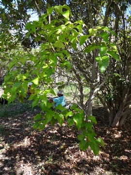 46 1 .... Scolopia heterophylla ...Bois de tisane rouge Bois de prune  DSC00502