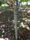 48 3 Zanthoxylum heterophyllum Bois de poivre les hauts Tronc DSC00507