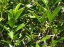 55 Pleurostylia pachyphloea Bois d'olive grosse peau Fruits DSC00484