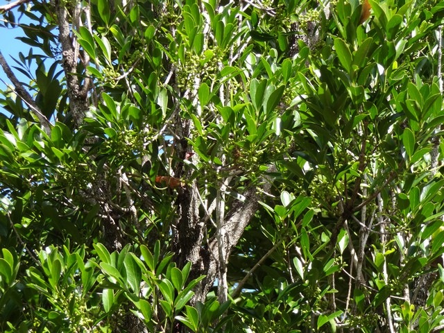 55  Pleurostylia pachyphloea Bois d'olive grosse peau Fruits DSC00486