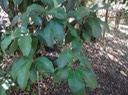 69 Eugenia mespiloides Bois de nf les à grandes feuilles DSC00467