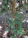 69 Eugenia mespiloides Bois de nf les à grands feuilles DSC00468