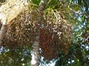 Hyophorbe indica Palmiste cochon palmiste poison Fleurs et fruits DSC00409 - Copie