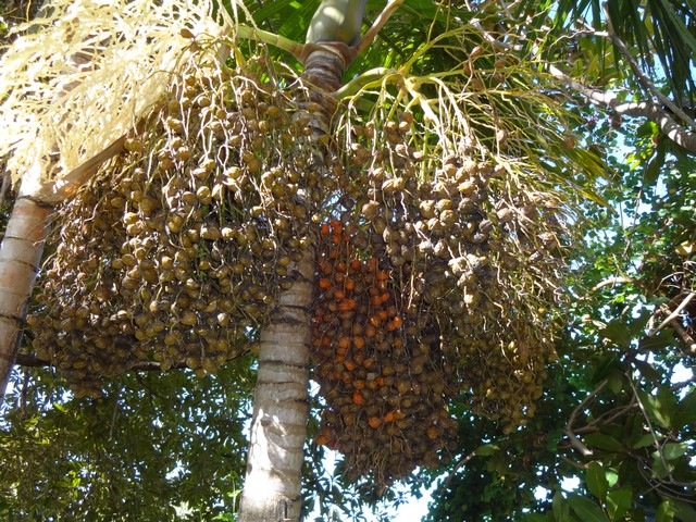 Hyophorbe indica Palmiste cochon palmiste poison Fleurs et fruits DSC00409 - Copie