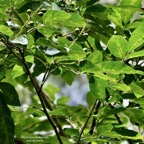Allophylus borbonicus.bois de merle.sapindaceae.endémique Réunion Maurice Rodrigues. (1).jpeg
