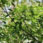 Allophylus borbonicus.bois de merle.sapindaceae.endémique Réunion Maurice Rodrigues..jpeg