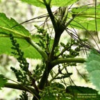Boehmeria stipularis.bois de source blanc.grande ortie.urticaceae.endémique Réunion..jpeg
