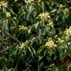 Cinnamommum camphora.camphrier.lauraceae.amphinaturalisé. (1).jpeg