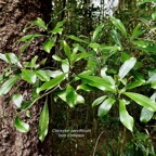 Claoxylon parviflorum -bois d’’oiseaux.( feuillage au premier plan )euphorbiaceae.endémique Réunion Maurice Rodrigues..jpeg
