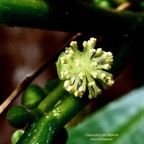 Claoxylon parviflorum -bois d’’oiseaux.( fleur mâle ) euphorbiaceae.endémique Réunion Maurice Rodrigues..jpeg