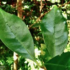 Coffea mauritiana.café marron.( domaties en relief sur la face supérieure des feuilles )rubiaceae.endémique Réunion Maurice..jpeg