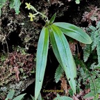 Cynorkis citrata (ex Habenaria citrina ) orchidaceae.endémique Réunion. (1).jpeg