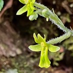 Cynorkis citrata (ex Habenaria citrina ) orchidaceae.endémique Réunion..jpeg
