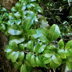 Doratoxylon apetalum var apetalum. Bois de gaulette sapindaceae.indigène Réunion..jpeg