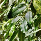 Maillardia borbonica  Bois de maman .bois de sagaye.moraceae. endémique Réunion (1).jpeg