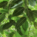 Maillardia borbonica  Bois de maman .bois de sagaye.moraceae. endémique Réunion (2).jpeg