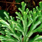 Selaginella fruticulosa. selaginellaceae.endémique Réunion Maurice ? (1).jpeg