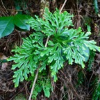 Selaginella fruticulosa. selaginellaceae.endémique Réunion Maurice ?.jpeg