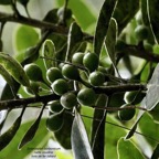 Sideroxylon borbonicum  Bois de fer bâtard .natte coudine .( fruits  )sapotaceae.endémique Réunion.jpeg