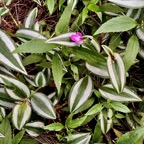 Tradescantia zebrina hort.misère.éphémère zébrine.commelinaceae.espèce cultivée.et Ageratina riparia.jouvence.asteraceae..jpeg