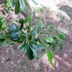 15. Claoxylon parviflorum - Petit Bois d'oiseau- Euphorbiacée - B.jpeg