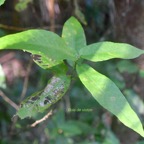 Acalypha integrifolia Bois de violon Euphorbiaceae Indigène La Réunion 9605.jpeg