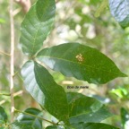 Allophyus borbonicus Bois de merle Sapindaceae Endémique Mascareignes 9642.jpeg