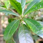 Anthirea borbonica Bois d'osto Rubiaceae Endémique La Réunion, Maurice, Madagascar 9602.jpeg