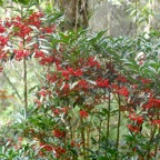 Ardisia crenata Bois de Noël Primulaceae E E 9686.jpeg