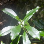 Claoxylon parviflorum Bois d'oiseaux Euphorbiaceae Endémique Mascareignes 9650.jpeg