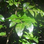 Doratoxylon apetalum Bois de gaulette Sapindaceae Indigène La Réunion 9590.jpeg
