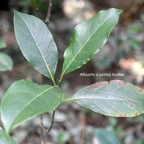 ficus reflexa Affouche à petites feuilles Moraceae Indigène La Réunion 9638.jpeg