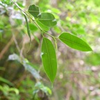 Maillardia borbonica Bois de maman Moraceae Indigène La Réunion 9659.jpeg