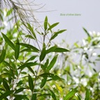 Olea lancea Bois d'olive blanc Oleaceae Indigène La Réunion 9648.jpeg