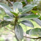 Sideroxylon borbonicum Bois de fer bâtard Sapotaceae Endémique La Réunion 9698.jpeg