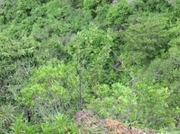 11 Pyrostria commersonii - Bois mussard - Rubiaceae - Endémique La Réunion et île Maurice