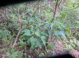16 Croton mauritianus Lam. - Ti bois de senteur blanc - Euphorbiaceae - endémique Réunion.
