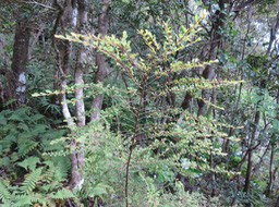 17 Erythroxylum hypericifolium Lam. - Bois d'huile - Erythroxylaceae - Endémique Réunion, Maurice